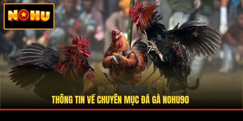 Thông tin về chuyên mục đá gà NOHU90